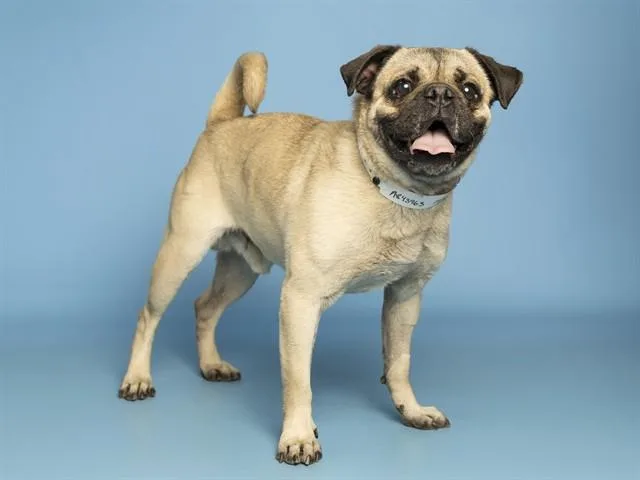 A young small-sized male Pug dog named Milo for adoption in Phoenix, AZ