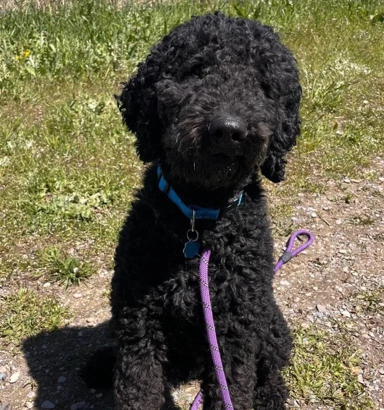 Baxter