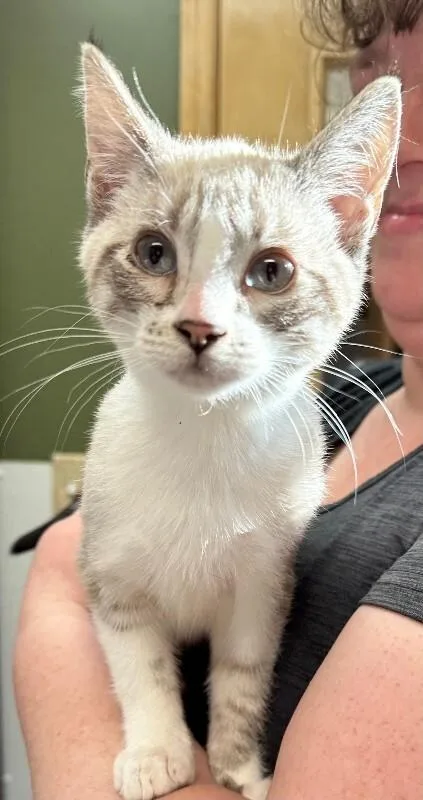 A young medium-sized male Cream / Ivory Domestic Short Hair cat named Oats for adoption in Haines, AK