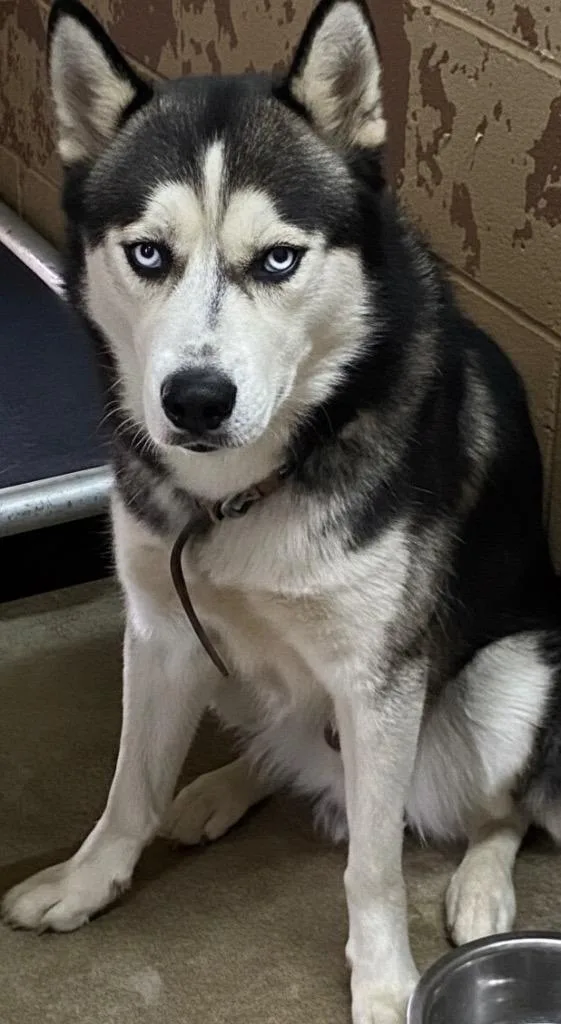 A young medium-sized male Husky dog named Sarge for adoption in Swainsboro, GA