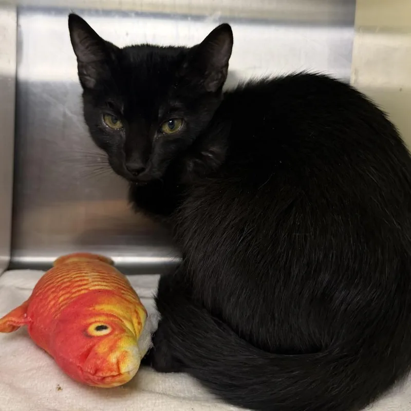 A baby small-sized male Domestic Short Hair cat named Gullah Gullah for adoption in Los Angeles, CA