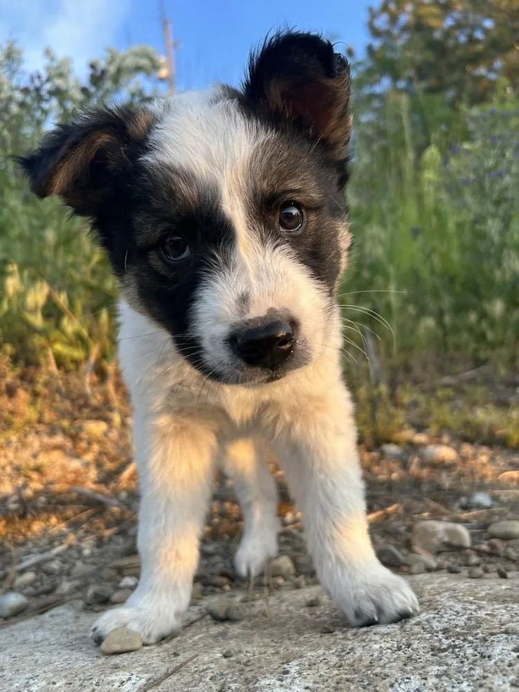 A baby large-sized male Shepherd dog named Old Fashioned for adoption in Spokane , WA