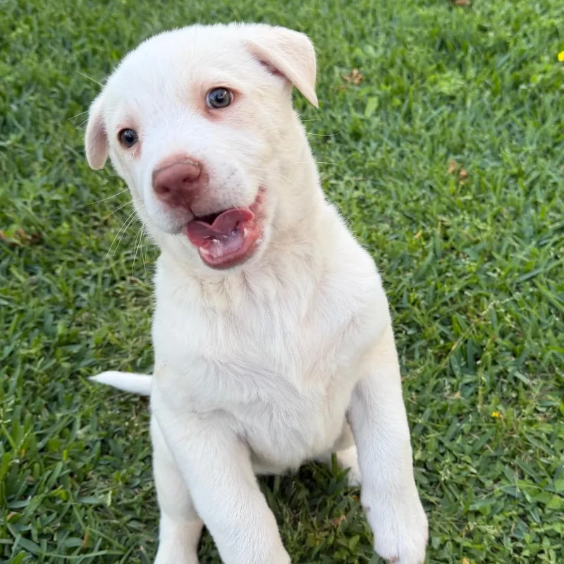 A baby medium-sized female White / Cream Labrador Retriever dog named Montana for adoption in League City, TX