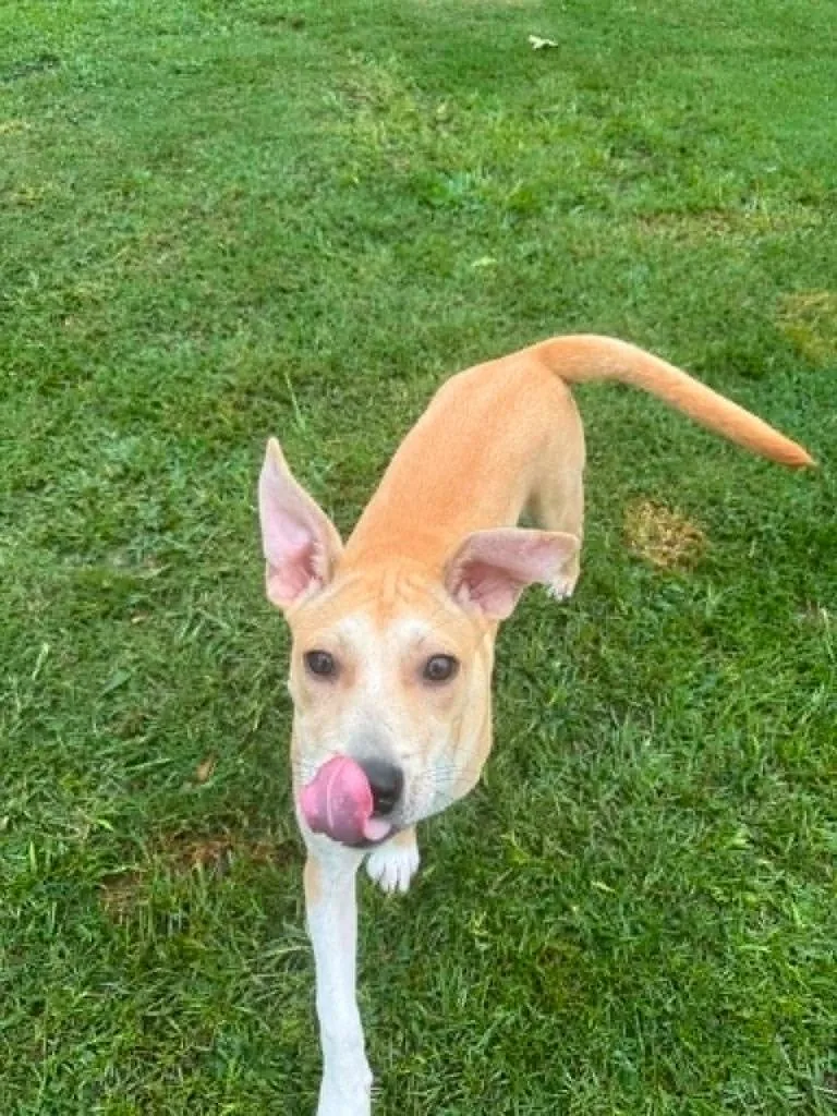 A baby medium-sized male Mixed Breed dog named Sanja for adoption in Fond Du Lac, WI