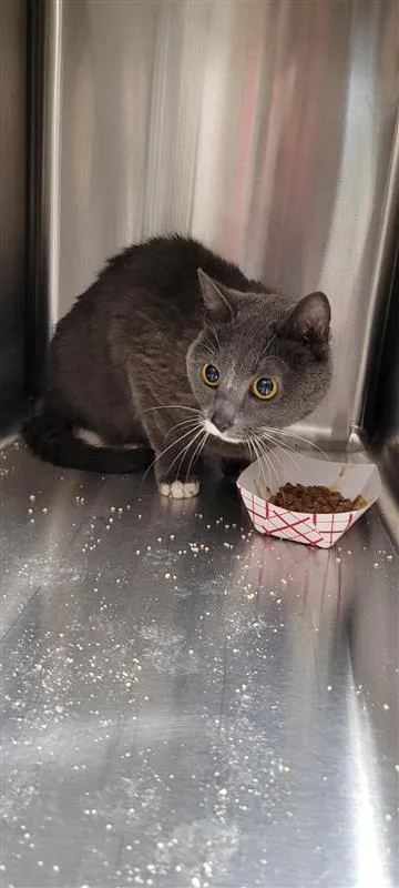 An adult small-sized female Domestic Short Hair cat named Spot for adoption in West Chester, PA