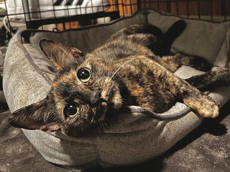 An adult medium-sized female Domestic Short Hair cat named Peanut Brittle for adoption in Fall River, MA