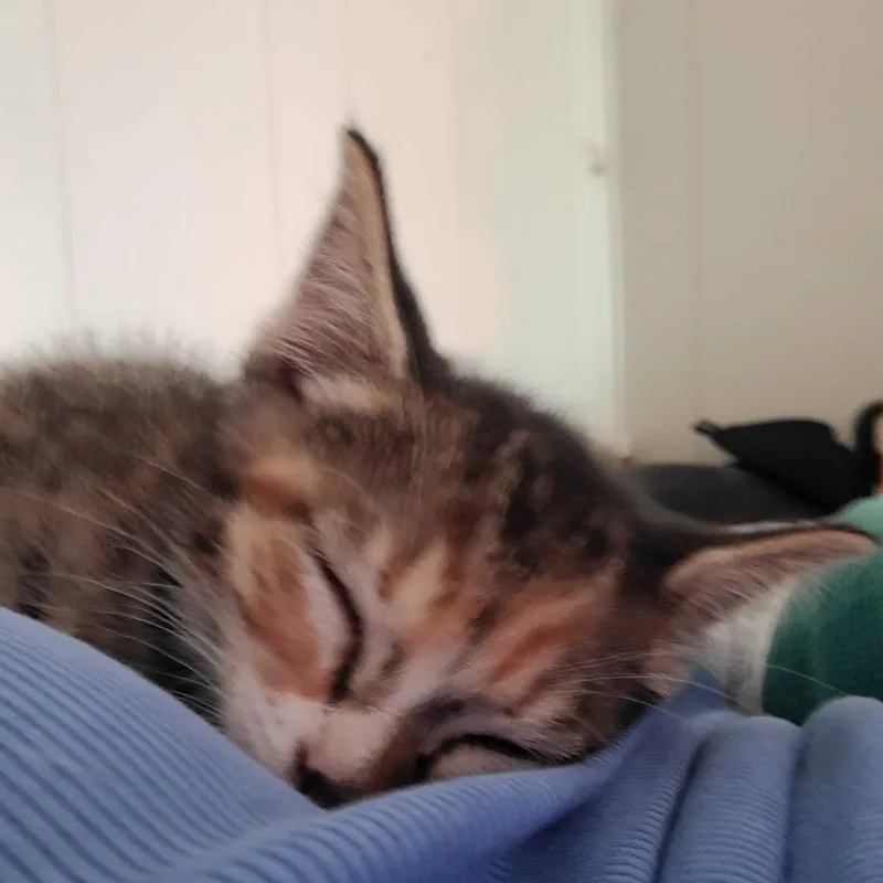 Alani