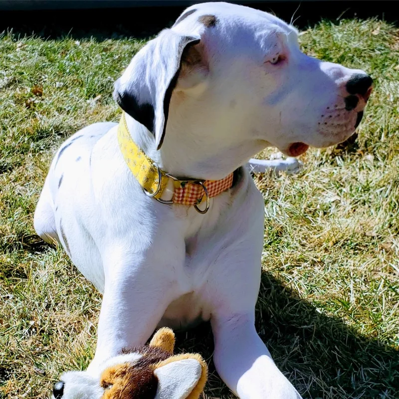 Libby Lou thumbnail 2