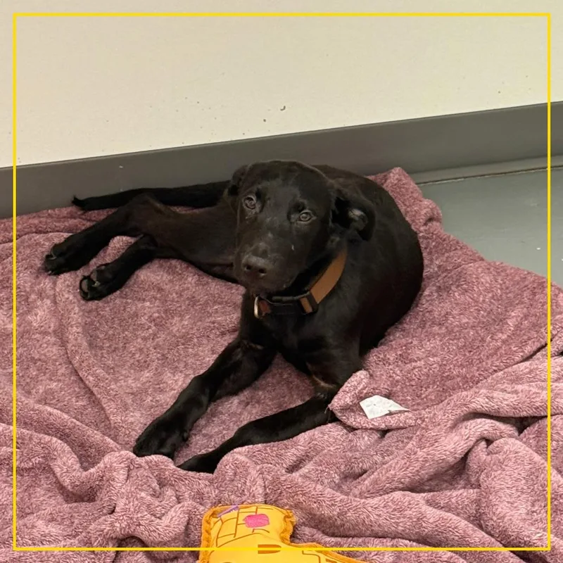 A young large-sized male Black Anatolian Shepherd dog named Wombat for adoption in Austin, TX