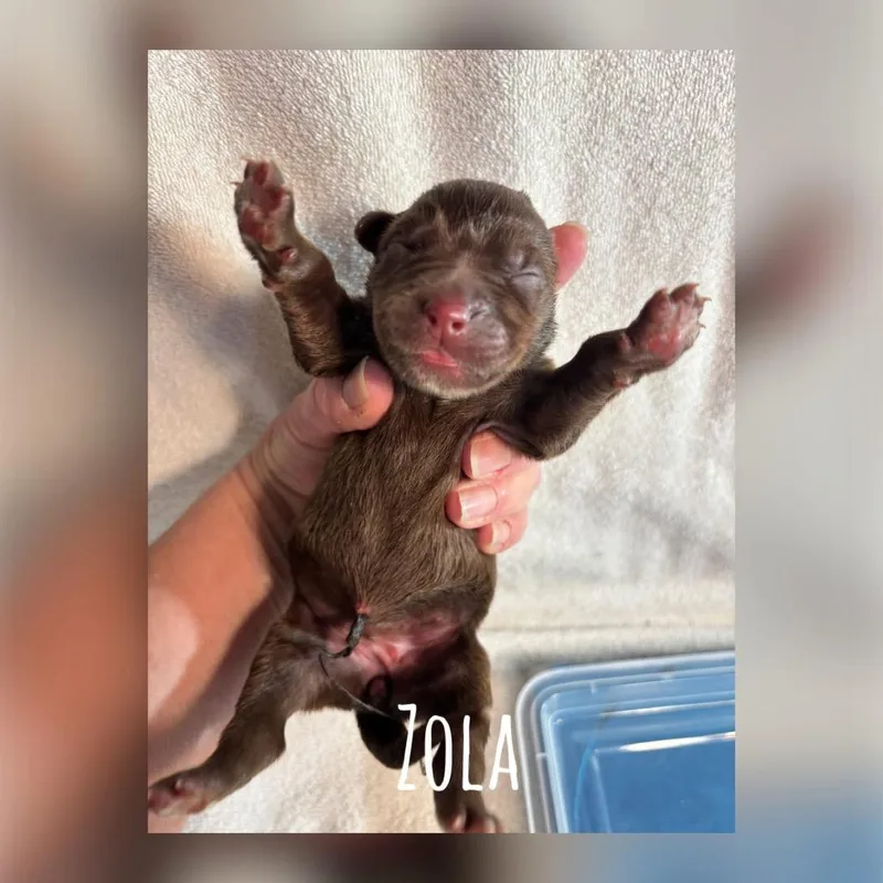 A baby medium-sized female Brown / Chocolate Mixed Breed dog named Zola Earth C for adoption in Allen, TX