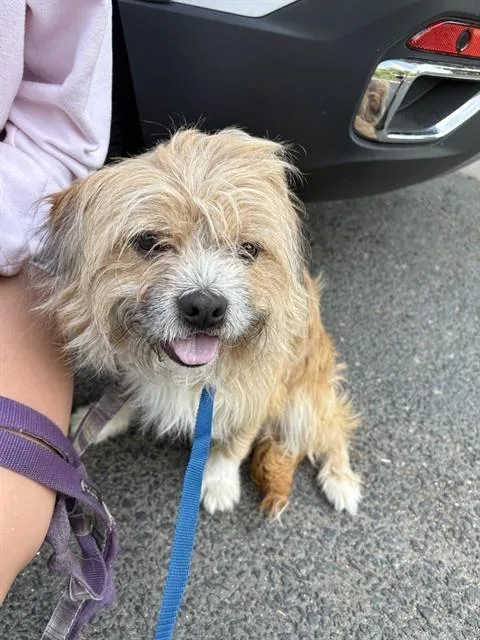 A young small-sized male Shih Tzu dog named Frankie for adoption in Minneapolis, MN