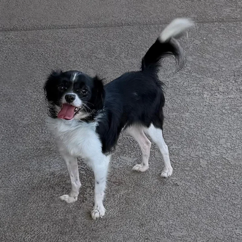 An adult small-sized male Black Chihuahua dog named Bhakri for adoption in Las Vegas, NV