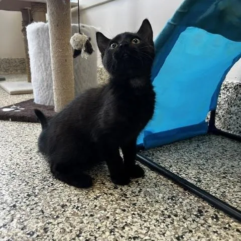 A baby small-sized female Black Domestic Short Hair cat named Belly for adoption in Ashland, OH