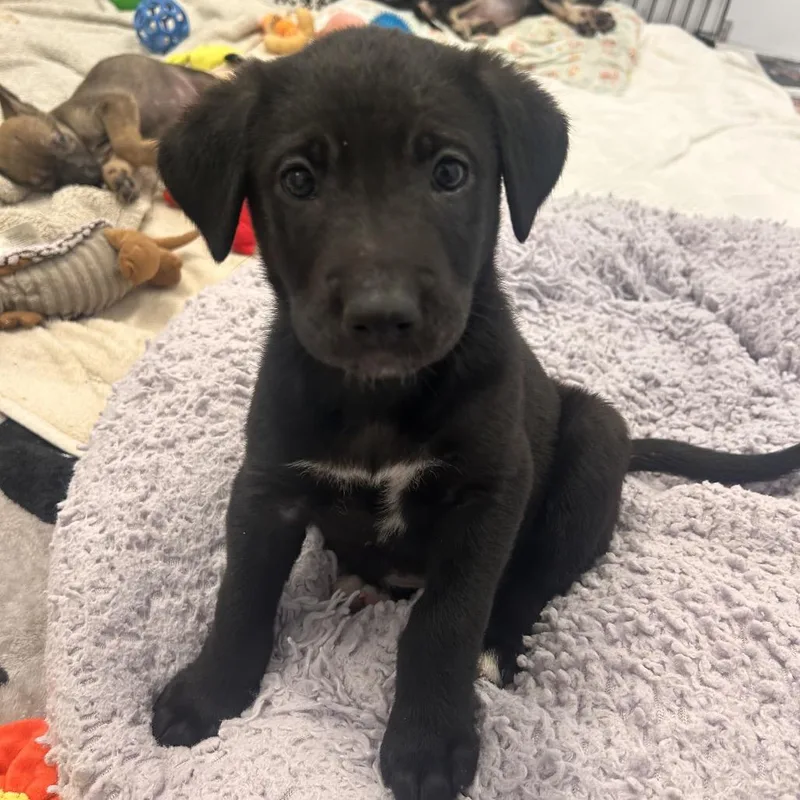 A baby small-sized female Black Mixed Breed dog named Rousseau for adoption in Wheeling, IL