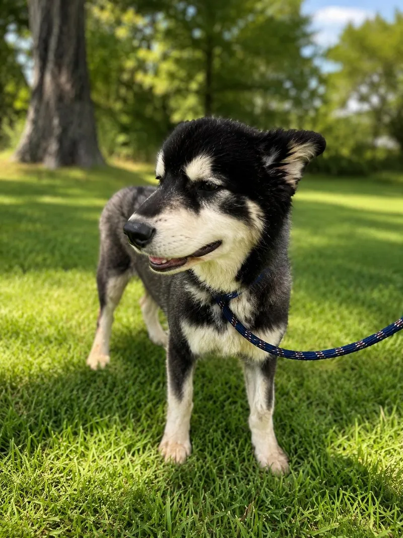 A young medium-sized male Gray / Blue / Silver Alaskan Malamute dog named Oakley for adoption in Houston, TX