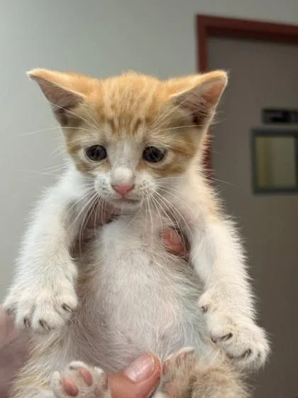 A baby small-sized male Domestic Short Hair cat named Sherwin for adoption in Memphis, TN