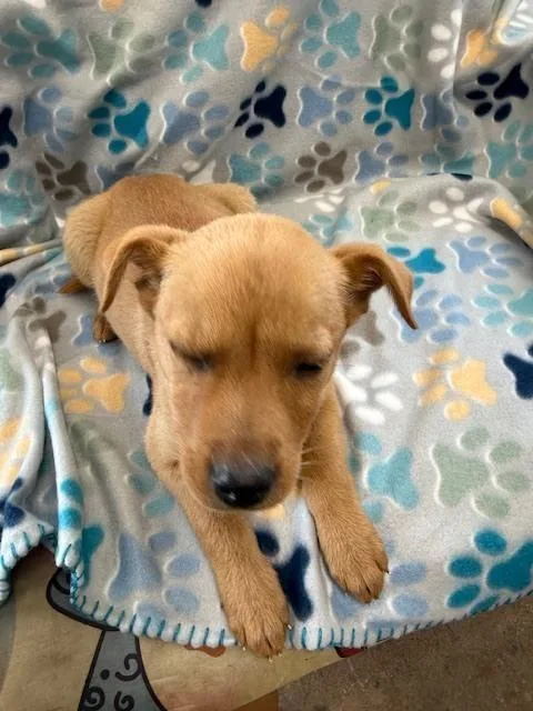 A baby small-sized male Brown / Chocolate Chihuahua dog named Ryder for adoption in Crescent City, FL