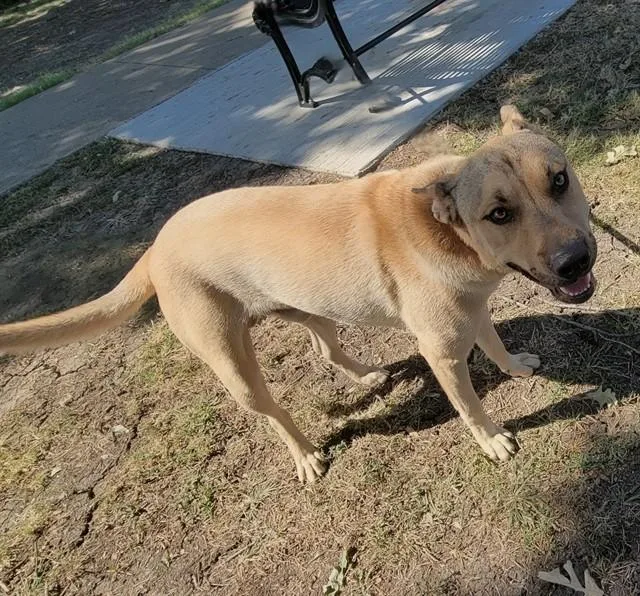 A young medium-sized male German Shepherd Dog dog named Mi Amor for adoption in Garland, TX