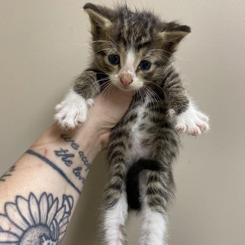 A baby small-sized male Brown / Chocolate Domestic Long Hair cat named Karson for adoption in Norfolk, NE