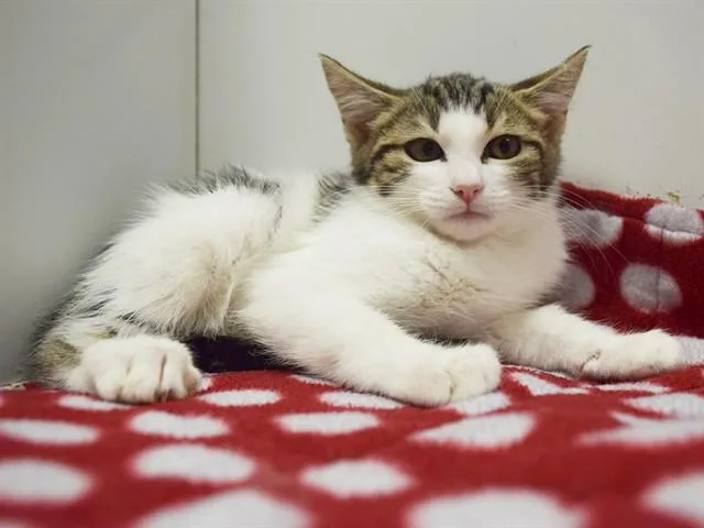 A baby small-sized female Domestic Short Hair cat named Edith for adoption in Sacramento, CA