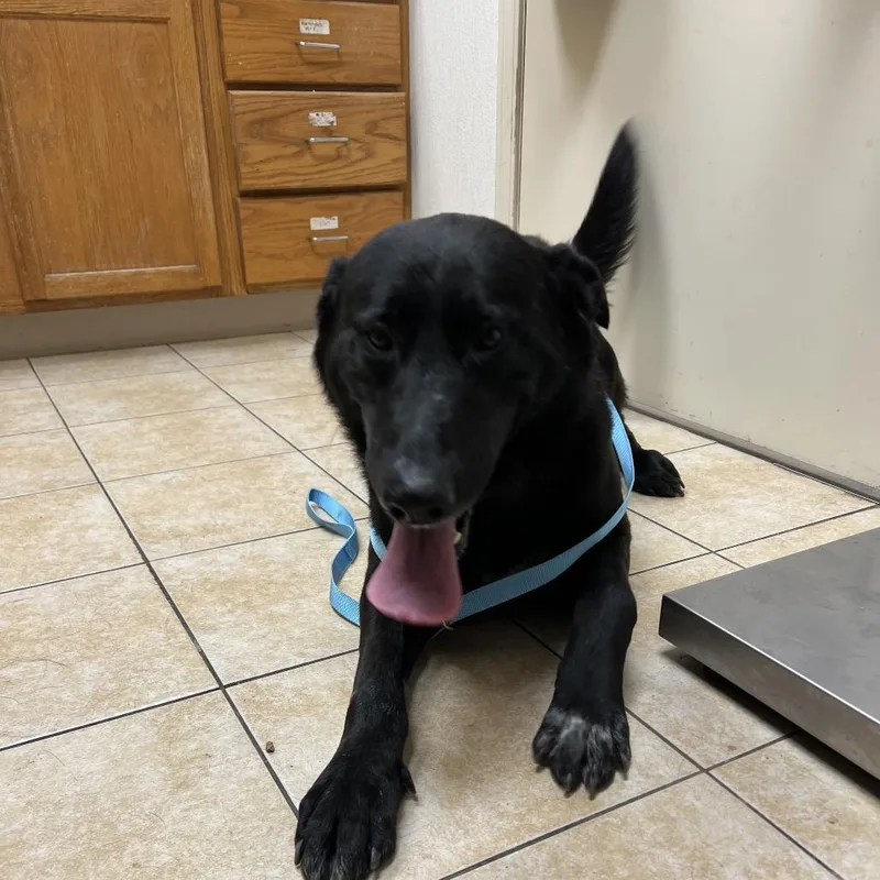 A young large-sized male Black Labrador Retriever dog named Lex for adoption in Pekin, IL