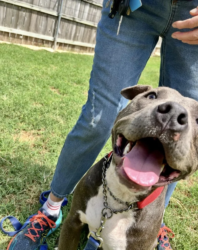 A young large-sized male Gray / Blue / Silver American Staffordshire Terrier dog named James for adoption in Austin, TX