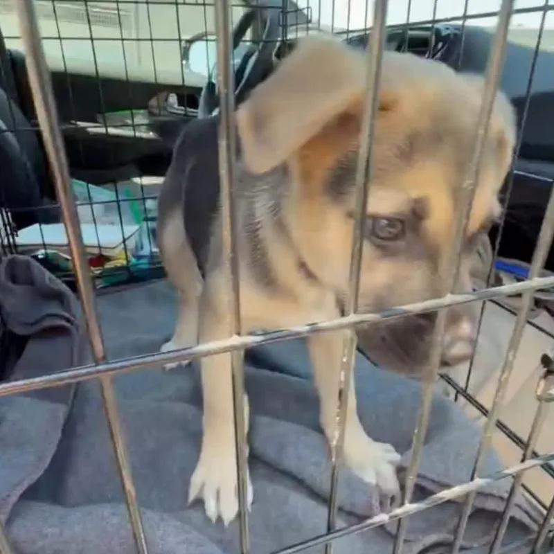 A baby small-sized female Black German Shepherd Dog dog named Dina for adoption in Inglewood, CA