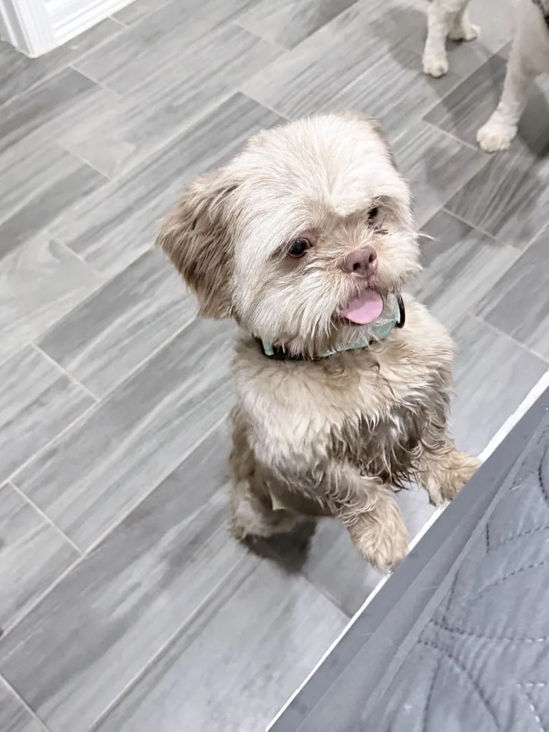 A young medium-sized male Shih Tzu dog named Little Willie for adoption in Monticello, NY