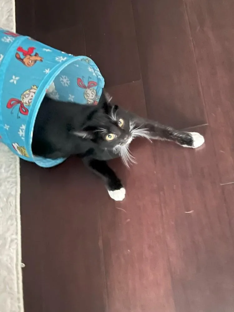 A baby small-sized female Black & White / Tuxedo Domestic Short Hair cat named Stevie for adoption in Covington, LA