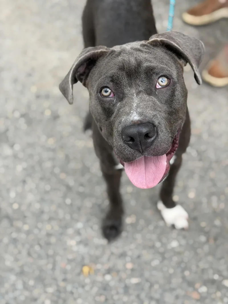 A baby medium-sized male Gray / Blue / Silver Pit Bull Terrier dog named Axel Grease for adoption in Petersburg, VA