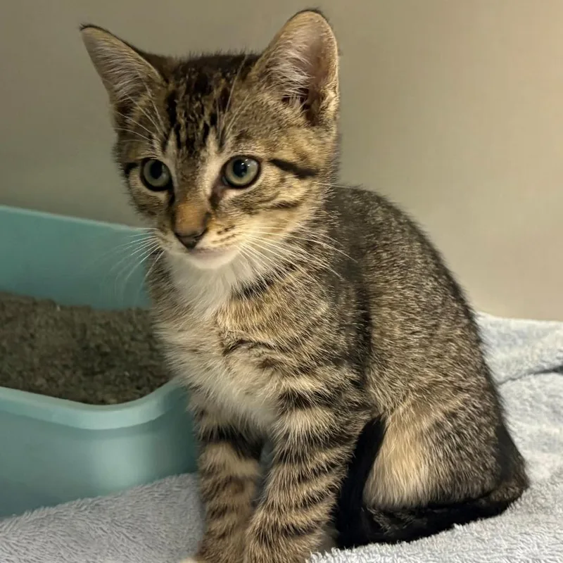A baby small-sized male Brown / Chocolate Domestic Short Hair cat named Marcel for adoption in East Hanover, NJ