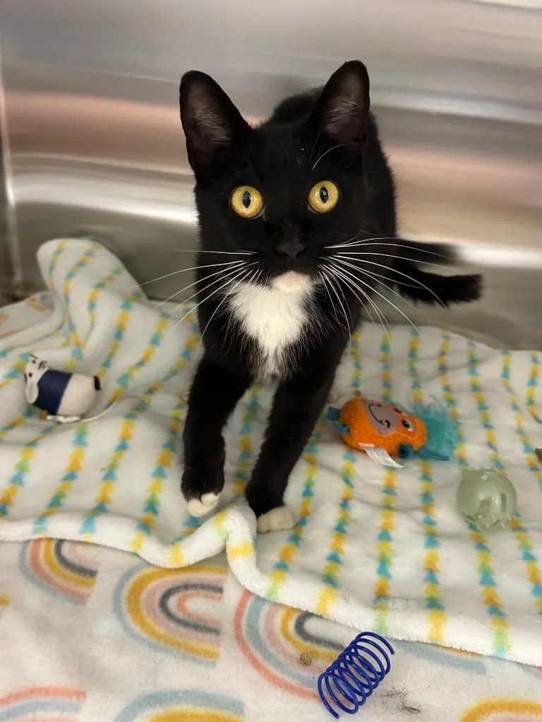 A young medium-sized female Domestic Short Hair cat named Gertrude for adoption in Seven Points, TX