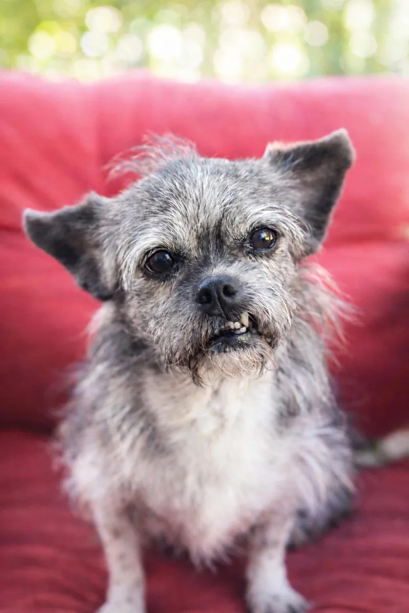 An adult small-sized female Gray / Blue / Silver Wirehaired Terrier dog named Mochi for adoption in Evans, GA