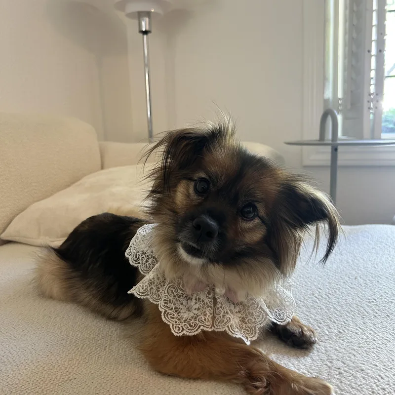 Lulu