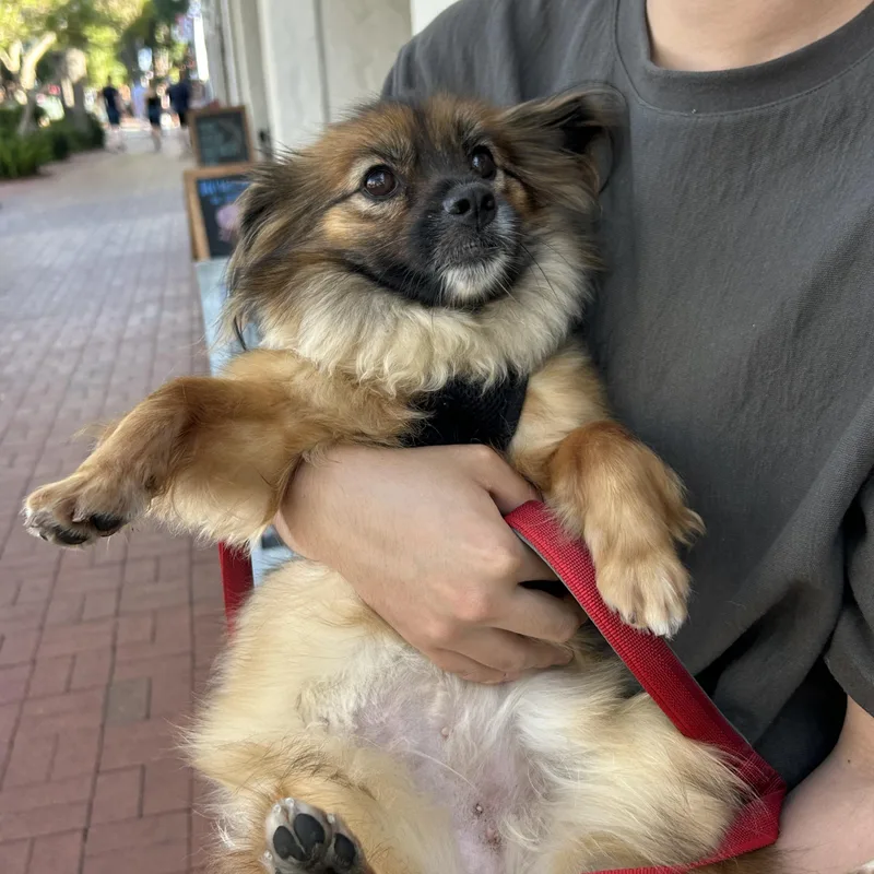 Lulu thumbnail 3