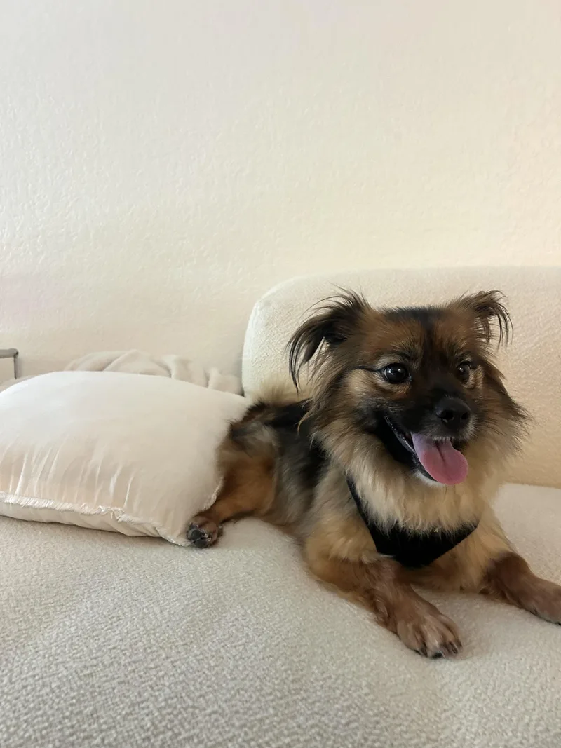 Lulu thumbnail 5