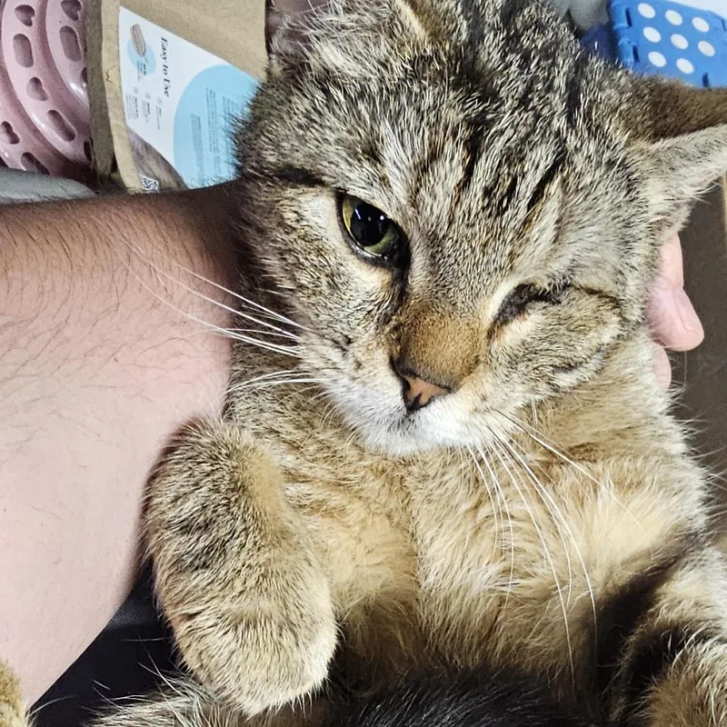 An adult small-sized female Gray / Blue / Silver Domestic Short Hair cat named Leela for adoption in Long Beach, CA