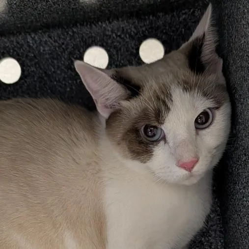 A young medium-sized female Domestic Short Hair cat named Jet Puffed for adoption in Greenville, SC
