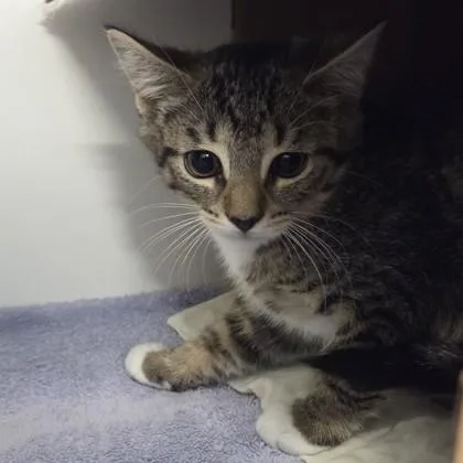 A baby small-sized male Domestic Short Hair cat named Oatmeal Raisin for adoption in Voorhees, NJ