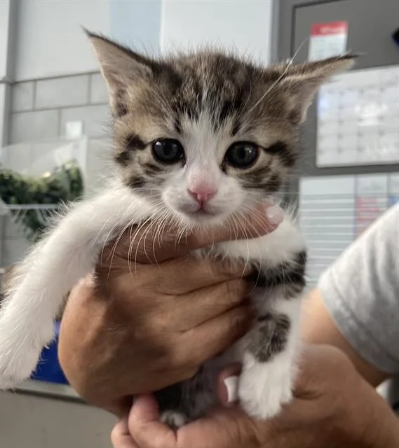 A baby medium-sized female Domestic Short Hair cat named Mabel for adoption in Dallas, TX