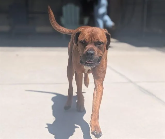 An adult extra large-sized male Redbone Coonhound dog named Churro for adoption in Denver, CO