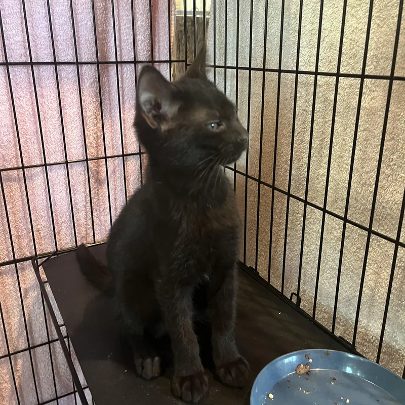 A baby small-sized male Black Domestic Short Hair cat named Trucker for adoption in Salisbury, MA