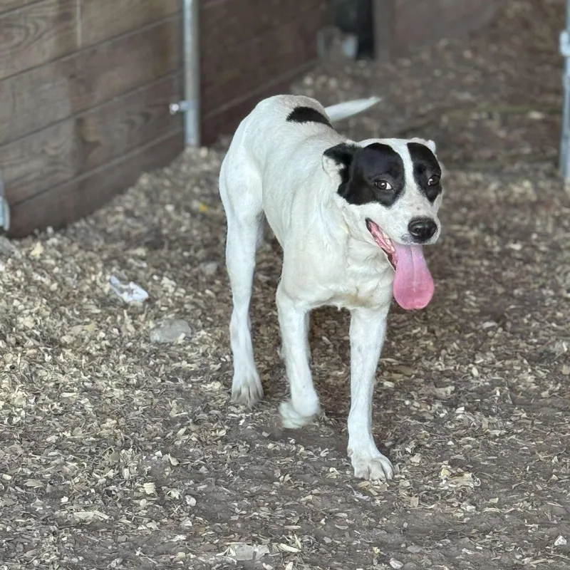 A young medium-sized female White / Cream Border Collie dog named Allie G for adoption in Anahuac, TX