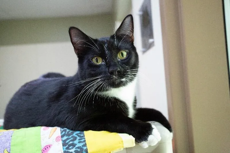 An adult medium-sized male Black & White / Tuxedo Domestic Short Hair cat named Muse for adoption in Arlington, WA