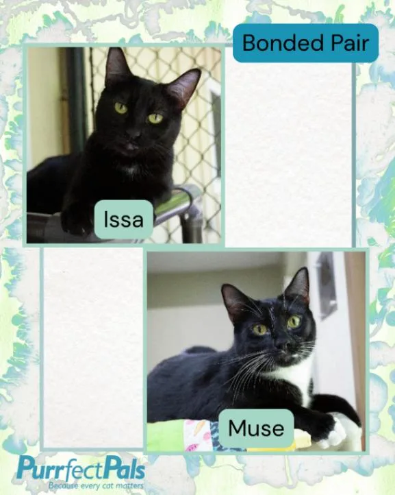 Muse thumbnail 3