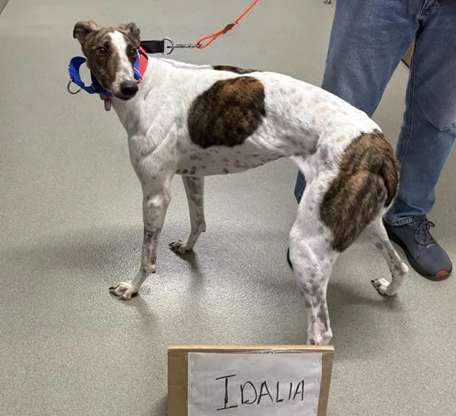 An adult large-sized female Greyhound dog named Lee Idalia for adoption in Tarpon Springs, FL