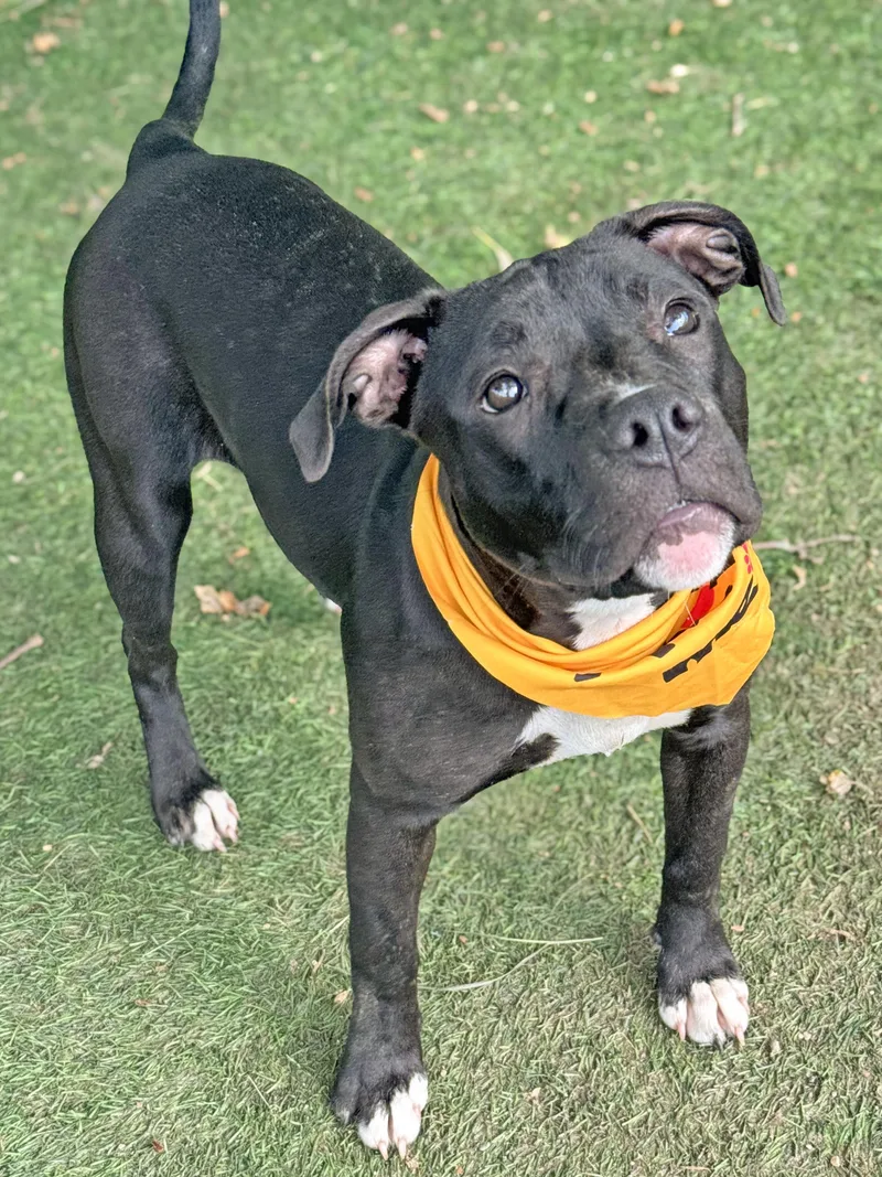 A baby medium-sized female Black Pit Bull Terrier dog named Vanessa for adoption in Anderson, IN
