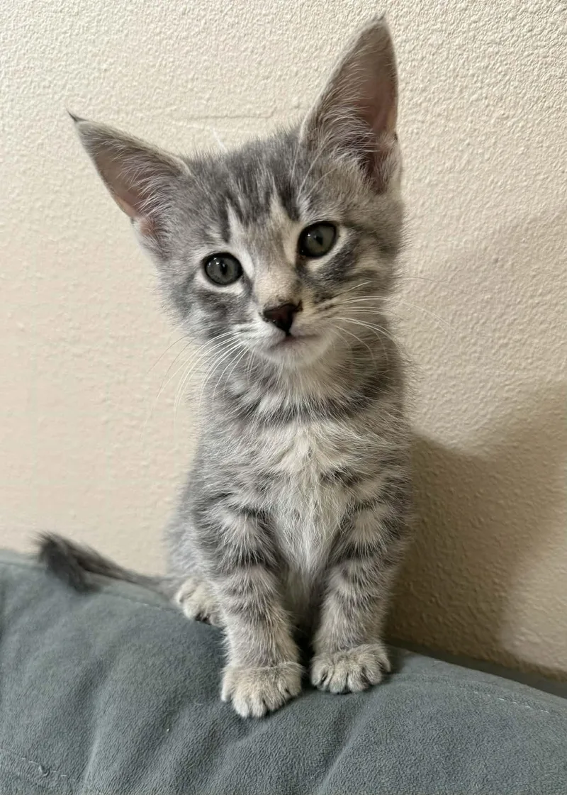 A young medium-sized female Tabby (Gray / Blue / Silver) Domestic Short Hair cat named Krackle for adoption in Tehachapi, CA