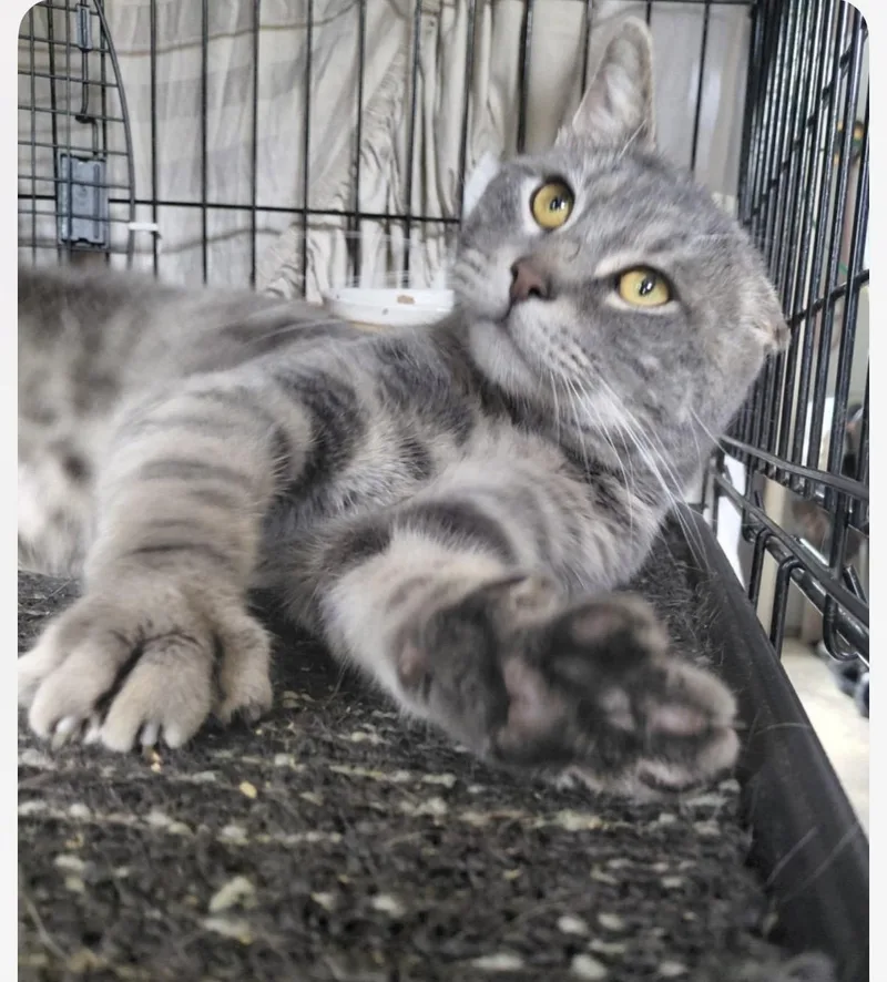 A young medium-sized male Domestic Short Hair cat named Sir Cottontail for adoption in Stewartsville, NJ