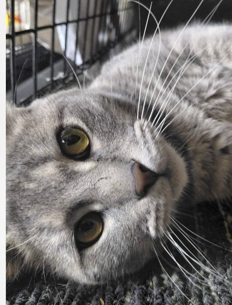 Sir Cottontail thumbnail 2